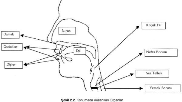 Sesi Oluşturan Organlar